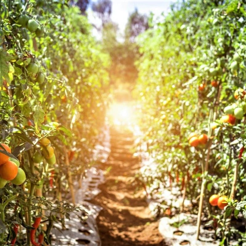 Citrus farm — Blue Zone living and integrative wellness